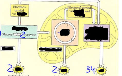 ap bio cellular respiration quizlet|ap bio cellular respiration test.